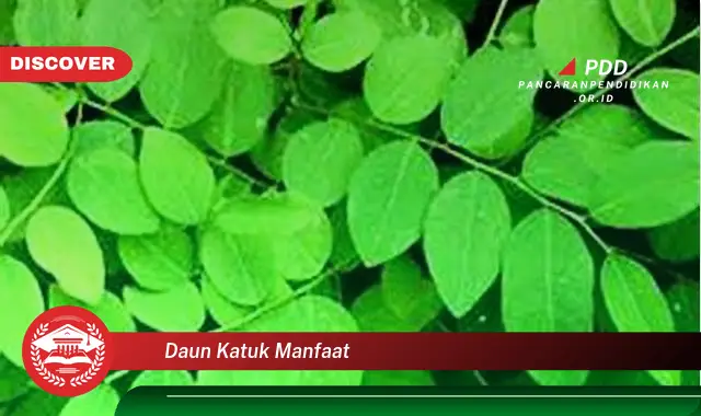 daun katuk manfaat