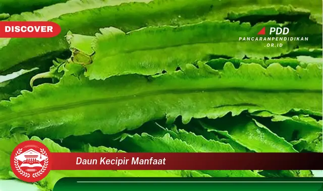 daun kecipir manfaat