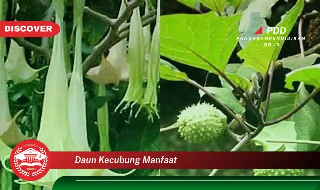 daun kecubung manfaat