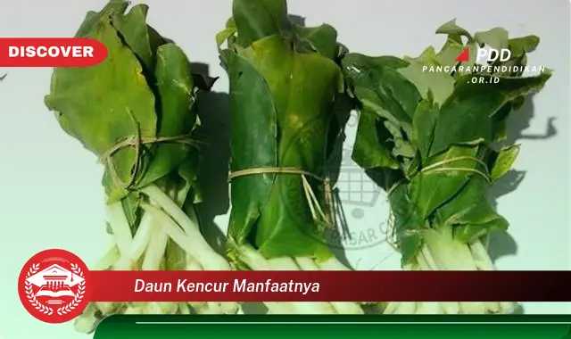 daun kencur manfaatnya