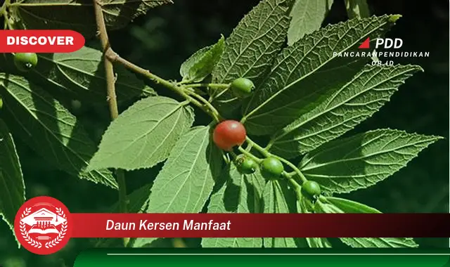 daun kersen manfaat