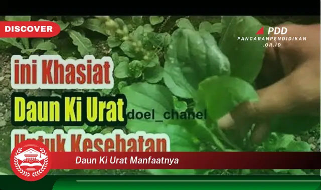 daun ki urat manfaatnya