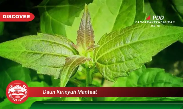 daun kirinyuh manfaat