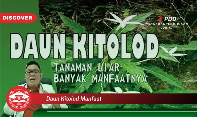 daun kitolod manfaat