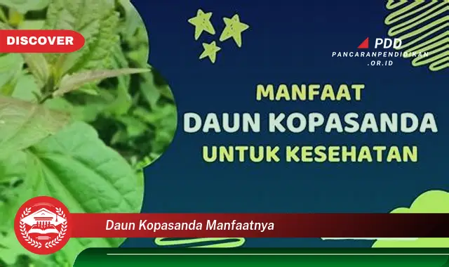 daun kopasanda manfaatnya