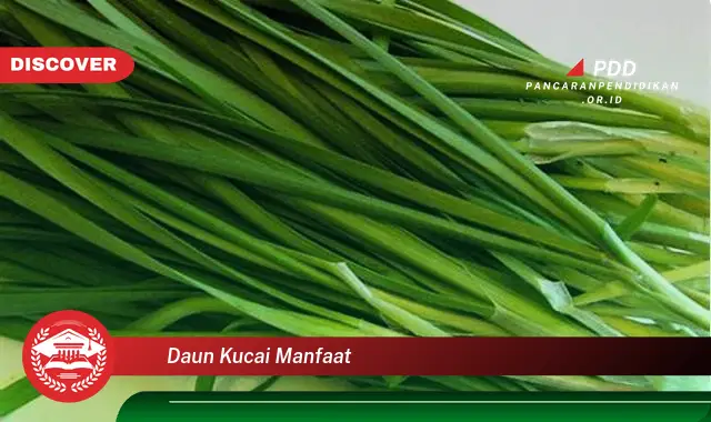 daun kucai manfaat