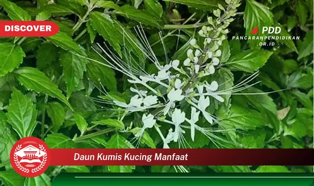 daun kumis kucing manfaat