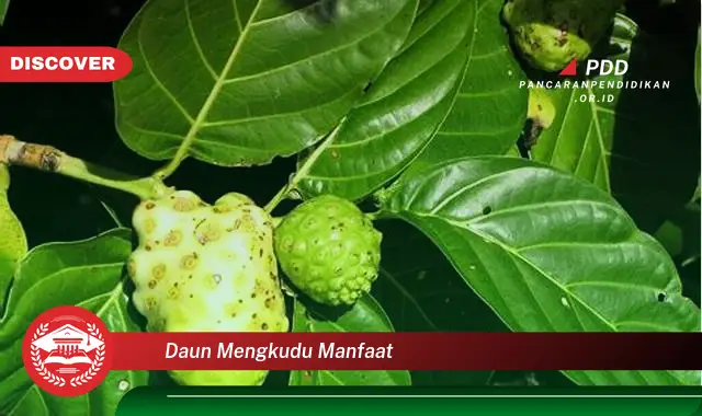 daun mengkudu manfaat