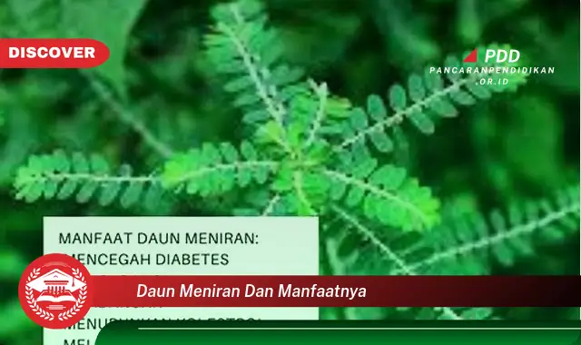 daun meniran dan manfaatnya