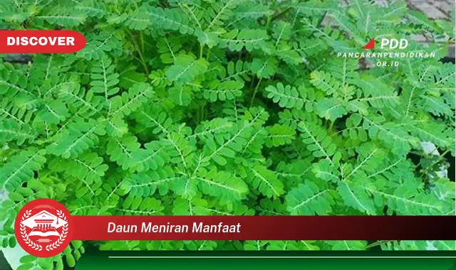 daun meniran manfaat