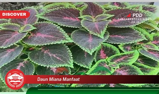 daun miana manfaat