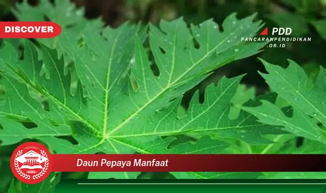 daun pepaya manfaat