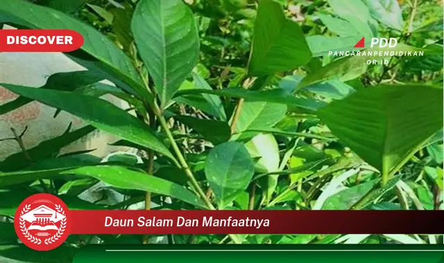 Banyak yang Belum Tahu, Inilah 30 Manfaat Daun Salam yang Wajib Diintip