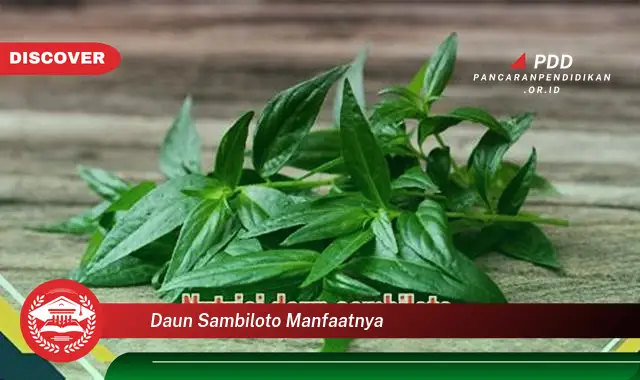 daun sambiloto manfaatnya