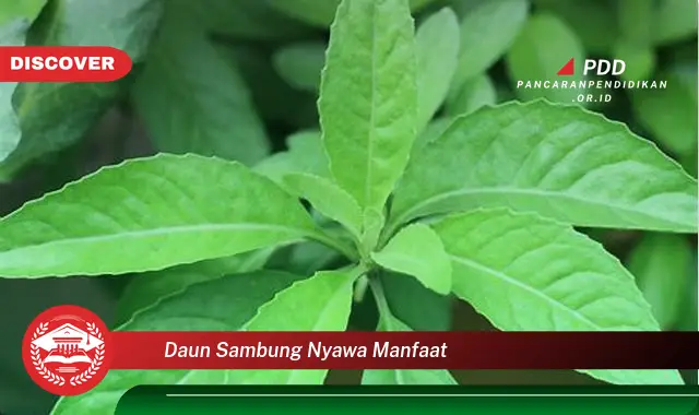 daun sambung nyawa manfaat