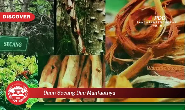 daun secang dan manfaatnya