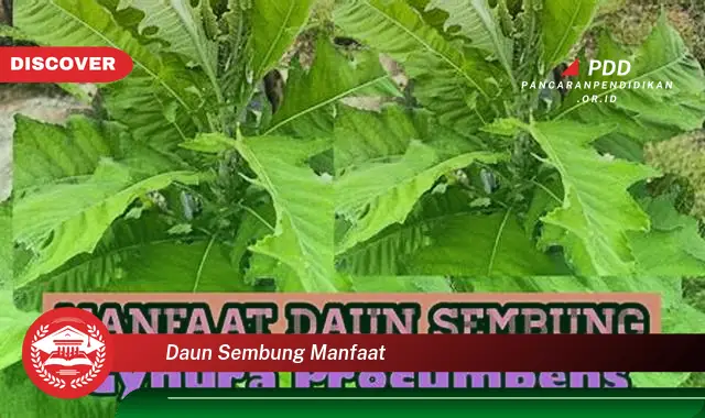 daun sembung manfaat