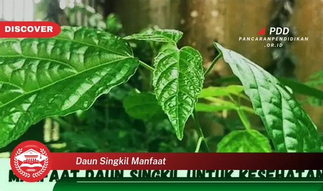 daun singkil manfaat