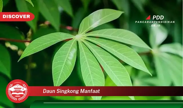 daun singkong manfaat