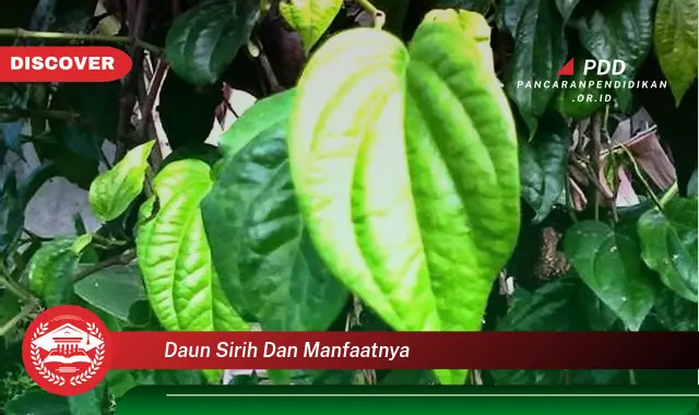 daun sirih dan manfaatnya