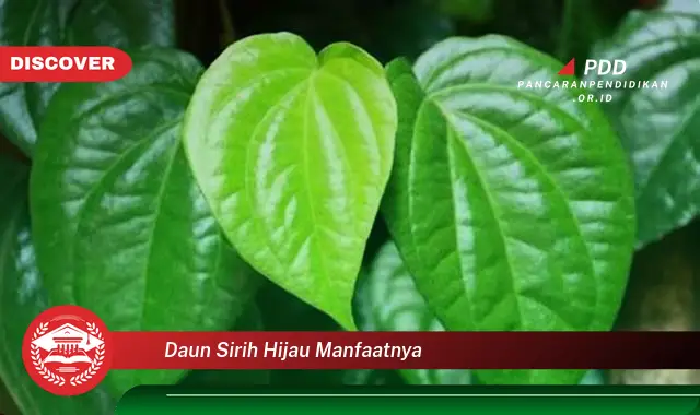 daun sirih hijau manfaatnya