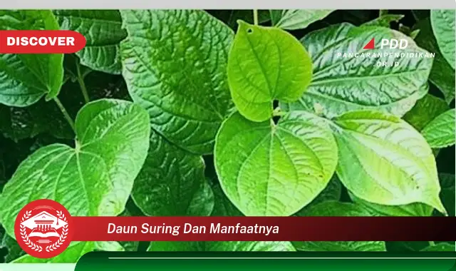 daun suring dan manfaatnya