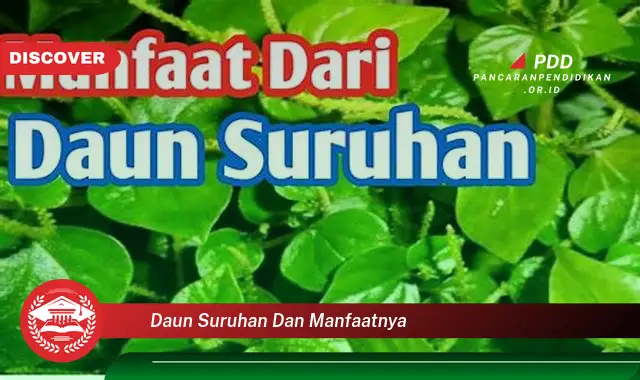 daun suruhan dan manfaatnya