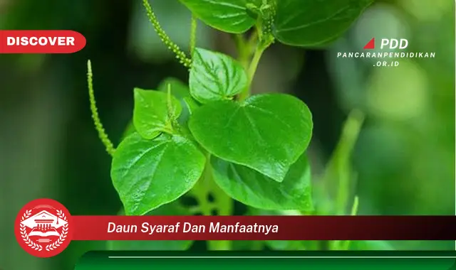 daun syaraf dan manfaatnya