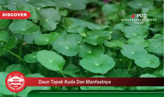 daun tapak kuda dan manfaatnya