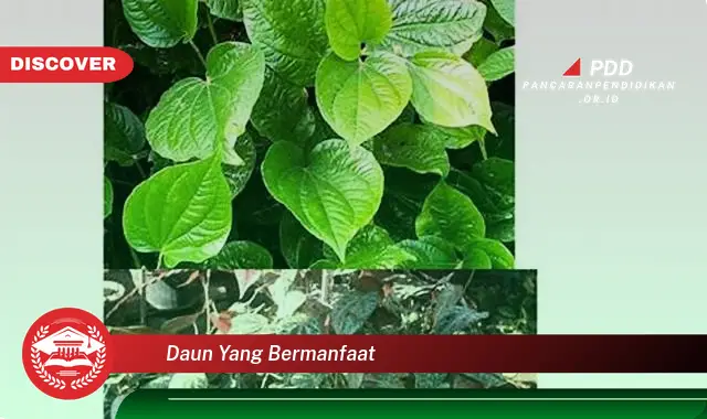 daun yang bermanfaat