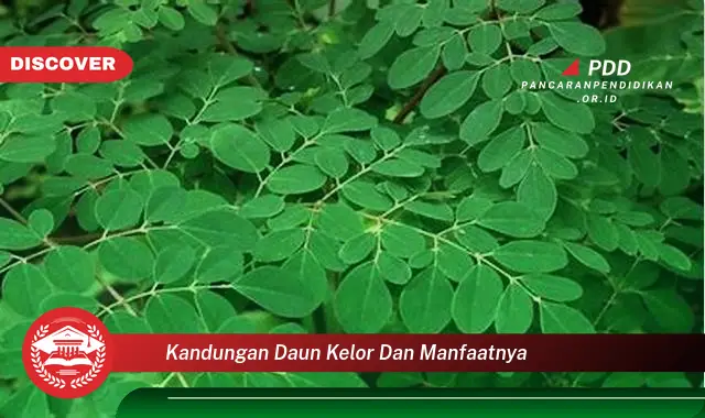 kandungan daun kelor dan manfaatnya