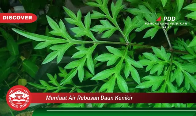 manfaat air rebusan daun kenikir