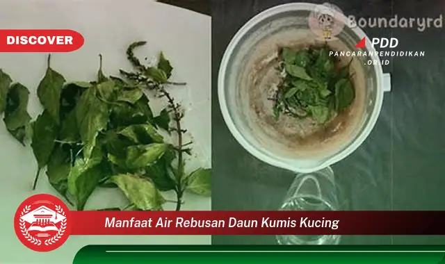 manfaat air rebusan daun kumis kucing