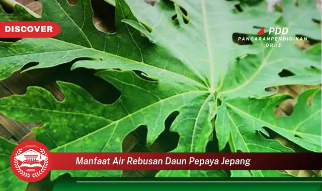 manfaat air rebusan daun pepaya jepang