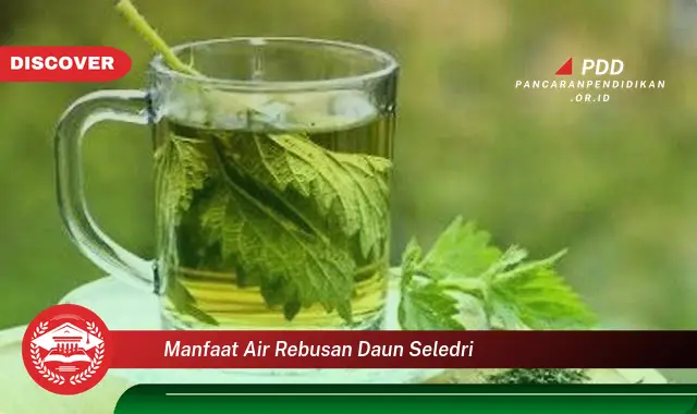 manfaat air rebusan daun seledri