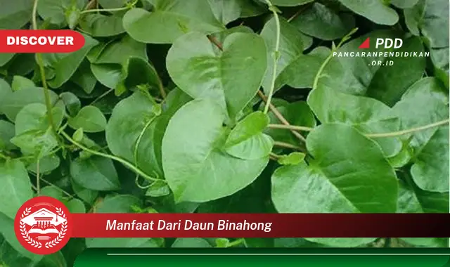 manfaat dari daun binahong