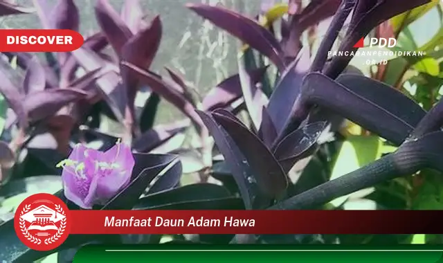 manfaat daun adam hawa