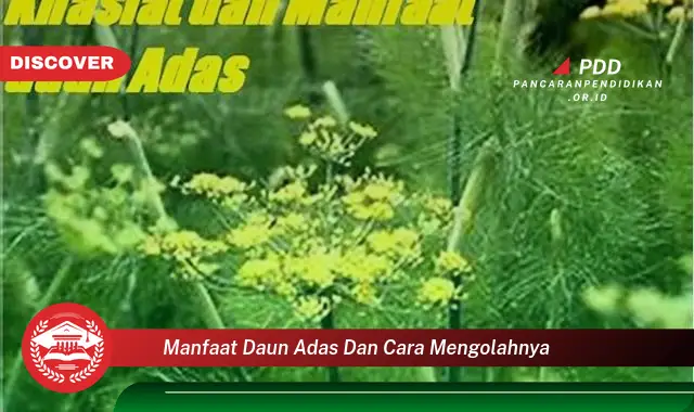 manfaat daun adas dan cara mengolahnya