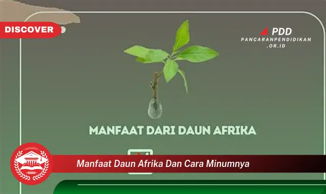 manfaat daun afrika dan cara minumnya