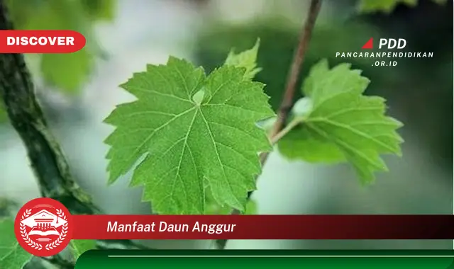 manfaat daun anggur