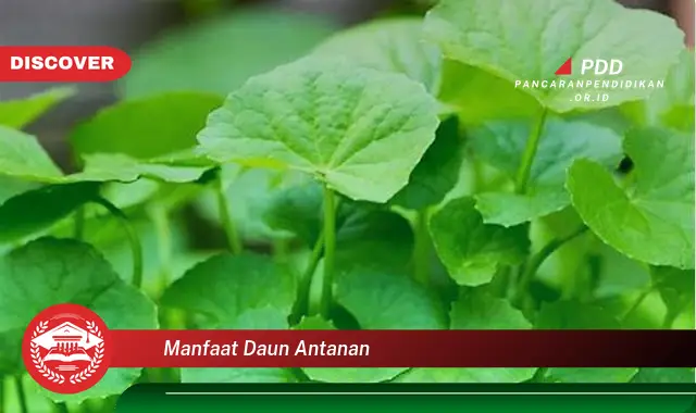 manfaat daun antanan