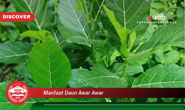 manfaat daun awar awar