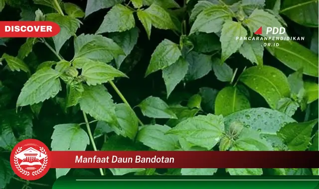 manfaat daun bandotan