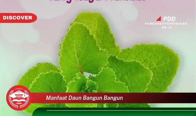 manfaat daun bangun bangun