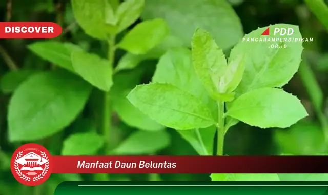 manfaat daun beluntas