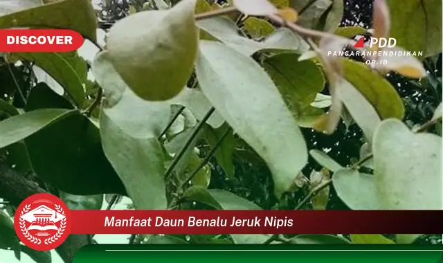 manfaat daun benalu jeruk nipis