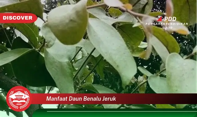 manfaat daun benalu jeruk