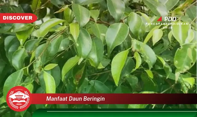 manfaat daun beringin