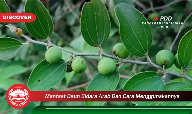 manfaat daun bidara arab dan cara menggunakannya