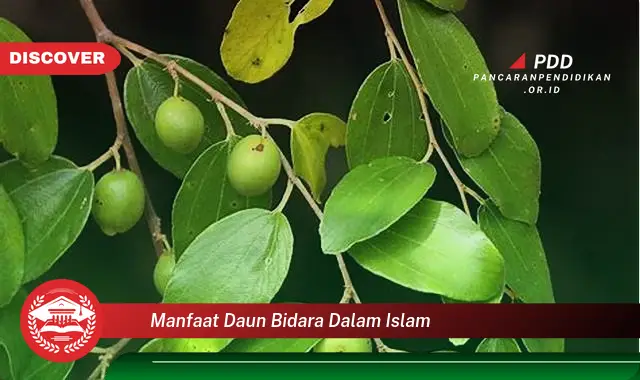 manfaat daun bidara dalam islam